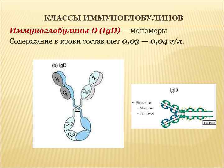 КЛАССЫ ИММУНОГЛОБУЛИНОВ Иммуноглобулины D (Ig. D) — мономеры Содержание в крови составляет 0, 03