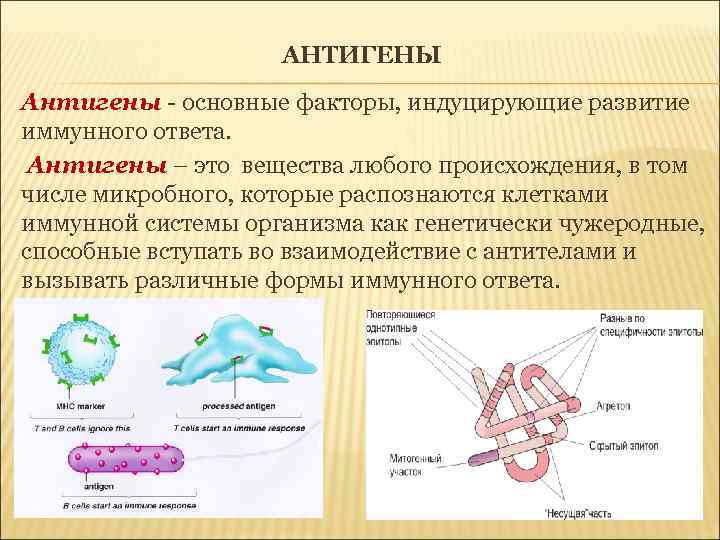 АНТИГЕНЫ Антигены - основные факторы, индуцирующие развитие иммунного ответа. Антигены – это вещества любого