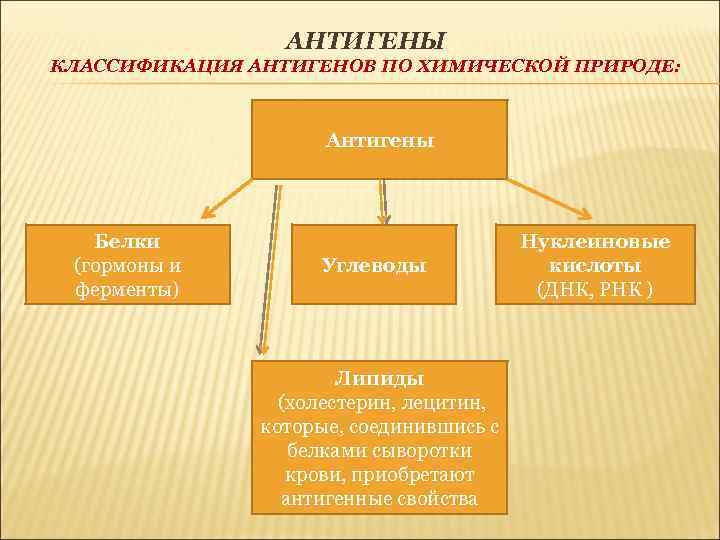 АНТИГЕНЫ КЛАССИФИКАЦИЯ АНТИГЕНОВ ПО ХИМИЧЕСКОЙ ПРИРОДЕ: Антигены Белки (гормоны и ферменты) Углеводы Липиды (холестерин,