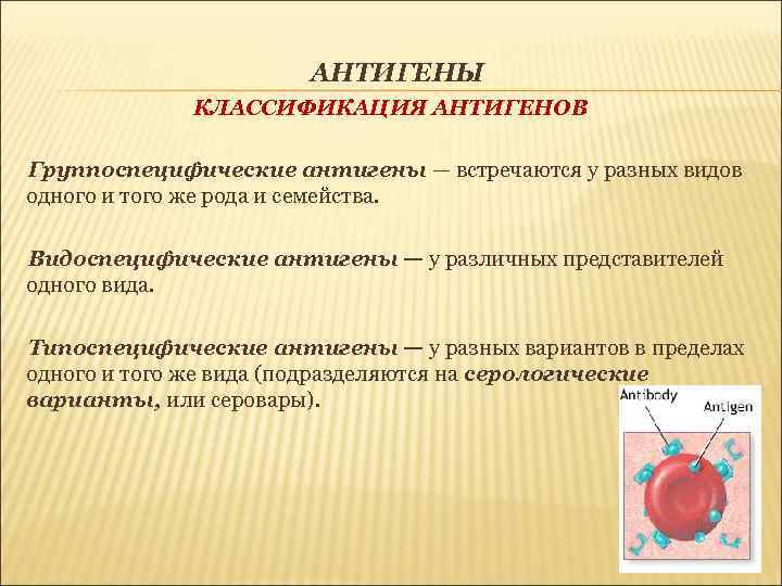 АНТИГЕНЫ КЛАССИФИКАЦИЯ АНТИГЕНОВ Группоспецифические антигены — встречаются у разных видов одного и того же