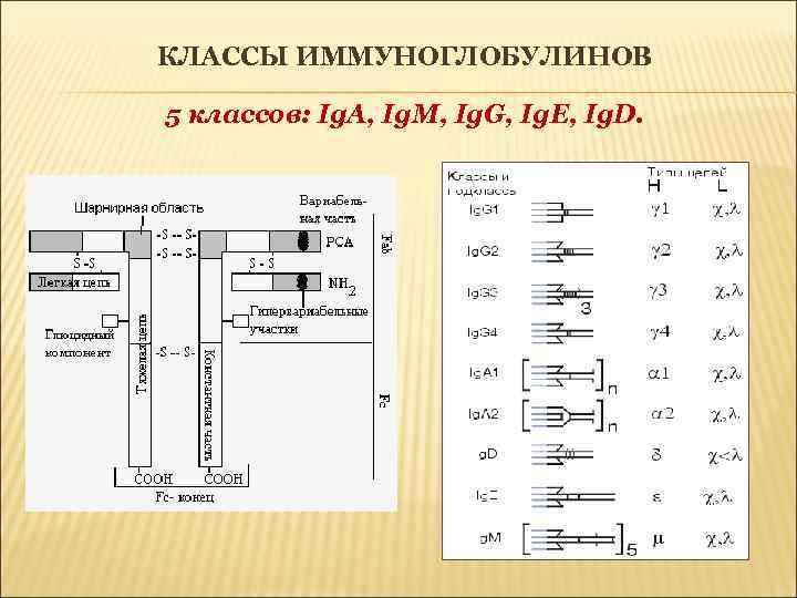 КЛАССЫ ИММУНОГЛОБУЛИНОВ 5 классов: Ig. A, Ig. M, Ig. G, Ig. E, Ig. D.