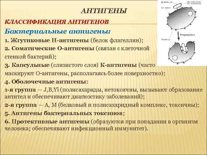 АНТИГЕНЫ КЛАССИФИКАЦИЯ АНТИГЕНОВ Бактериальные антигены: 1. Жгутиковые Н-антигены (белок флагеллин); 2. Соматические О-антигены (связан