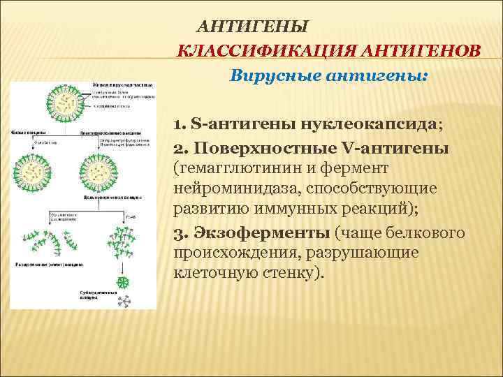 АНТИГЕНЫ КЛАССИФИКАЦИЯ АНТИГЕНОВ Вирусные антигены: 1. S-антигены нуклеокапсида; 2. Поверхностные V-антигены (гемагглютинин и фермент