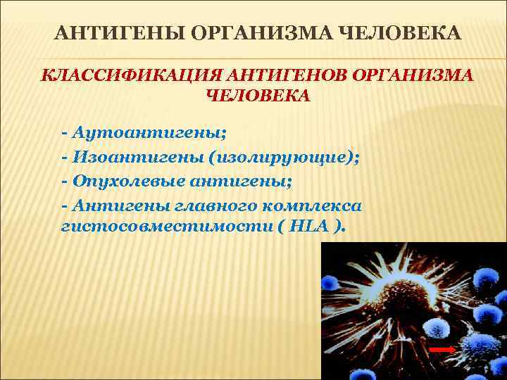 АНТИГЕНЫ ОРГАНИЗМА ЧЕЛОВЕКА КЛАССИФИКАЦИЯ АНТИГЕНОВ ОРГАНИЗМА ЧЕЛОВЕКА - Аутоантигены; - Изоантигены (изолирующие); - Опухолевые