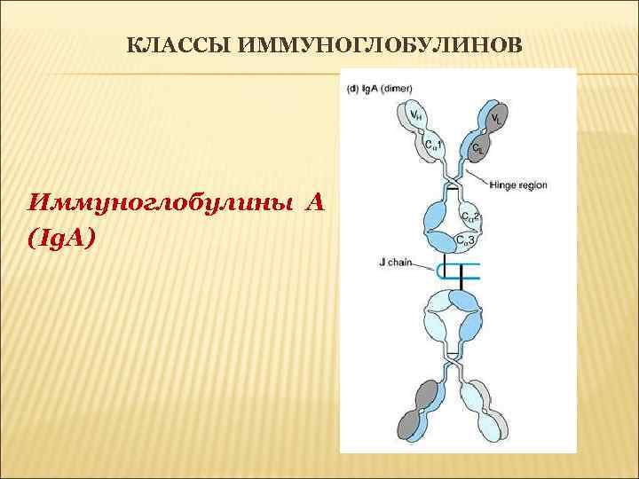 КЛАССЫ ИММУНОГЛОБУЛИНОВ Иммуноглобулины А (Ig. A) 