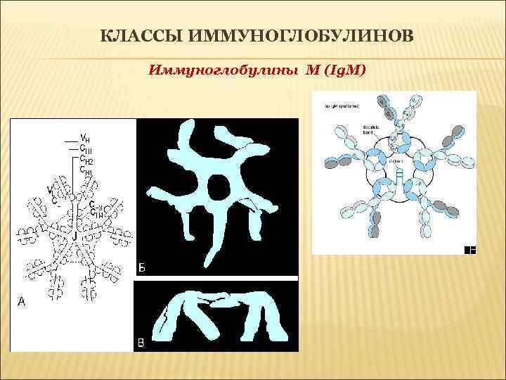 КЛАССЫ ИММУНОГЛОБУЛИНОВ Иммуноглобулины M (Ig. M) 