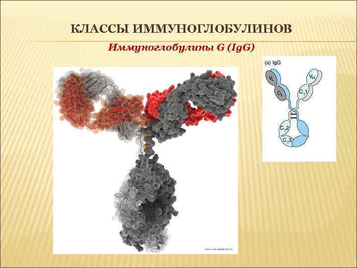 КЛАССЫ ИММУНОГЛОБУЛИНОВ Иммуноглобулины G (Ig. G) 