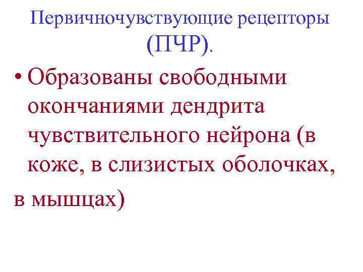 Первичночувствующие рецепторы (ПЧР). • Образованы свободными окончаниями дендрита чувствительного нейрона (в коже, в слизистых