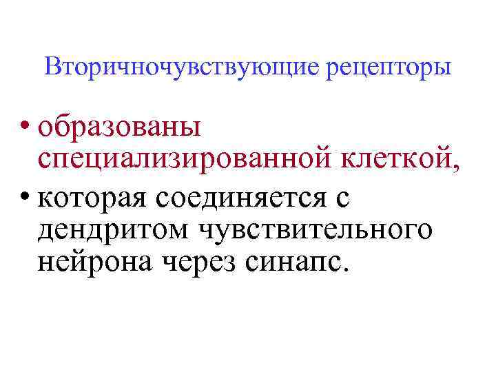 Вторичночувствующие рецепторы • образованы специализированной клеткой, • которая соединяется с дендритом чувствительного нейрона через