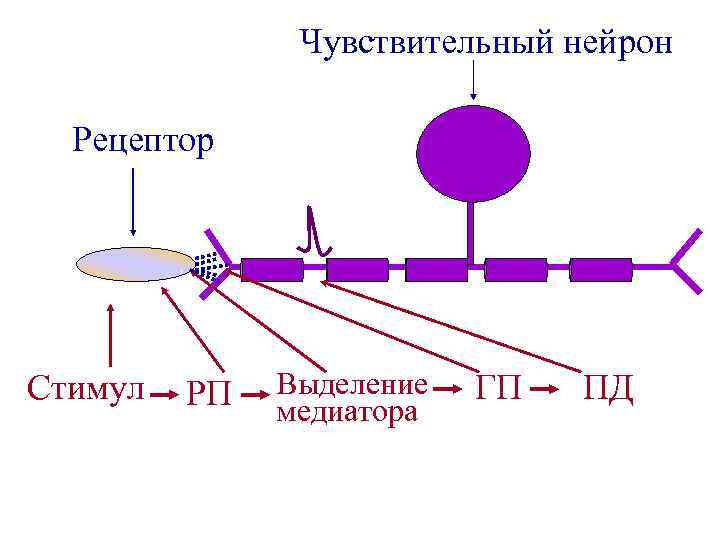 Чувствительный нейрон Рецептор Стимул РП Выделение медиатора ГП ПД 