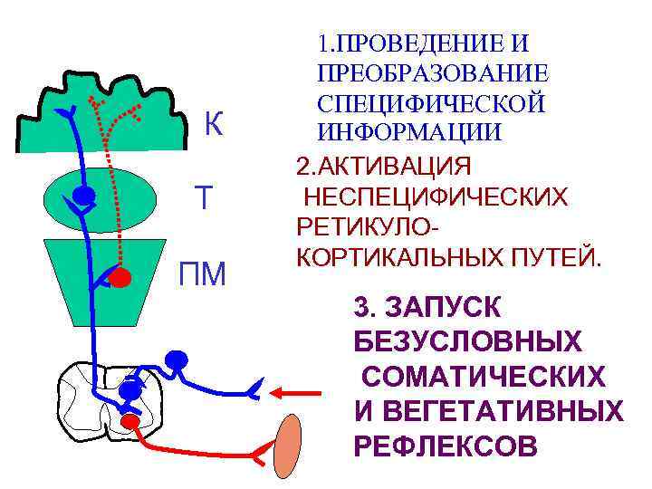 К Т ПМ 1. ПРОВЕДЕНИЕ И ПРЕОБРАЗОВАНИЕ СПЕЦИФИЧЕСКОЙ ИНФОРМАЦИИ 2. АКТИВАЦИЯ НЕСПЕЦИФИЧЕСКИХ РЕТИКУЛОКОРТИКАЛЬНЫХ ПУТЕЙ.