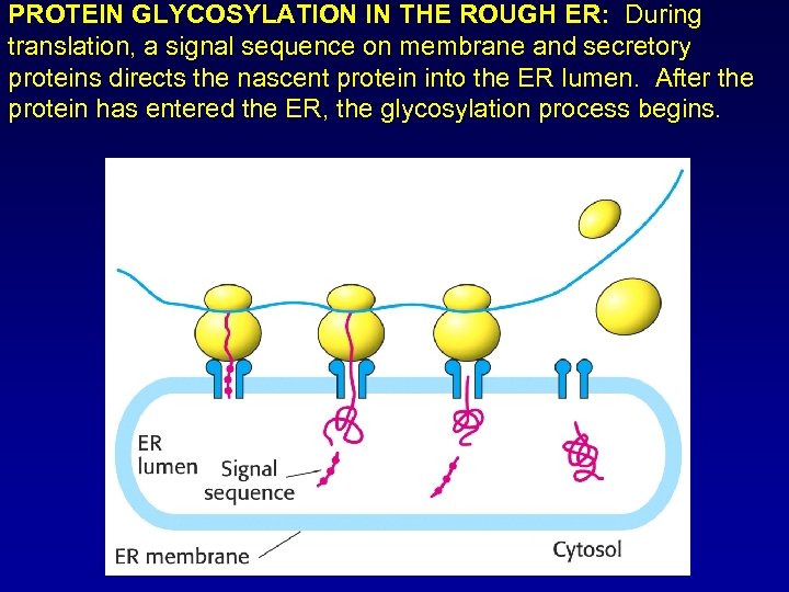 PROTEIN GLYCOSYLATION IN THE ROUGH ER: During translation, a signal sequence on membrane and