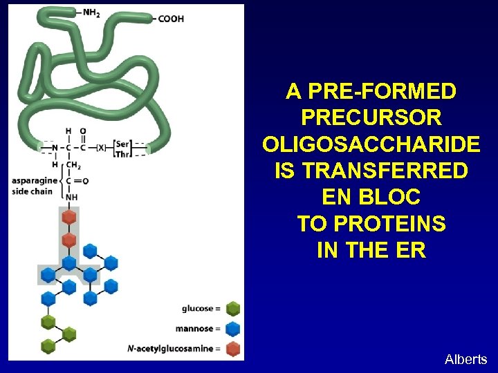 A PRE-FORMED PRECURSOR OLIGOSACCHARIDE IS TRANSFERRED EN BLOC TO PROTEINS IN THE ER Alberts