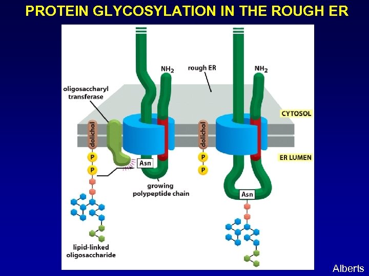 PROTEIN GLYCOSYLATION IN THE ROUGH ER Alberts 