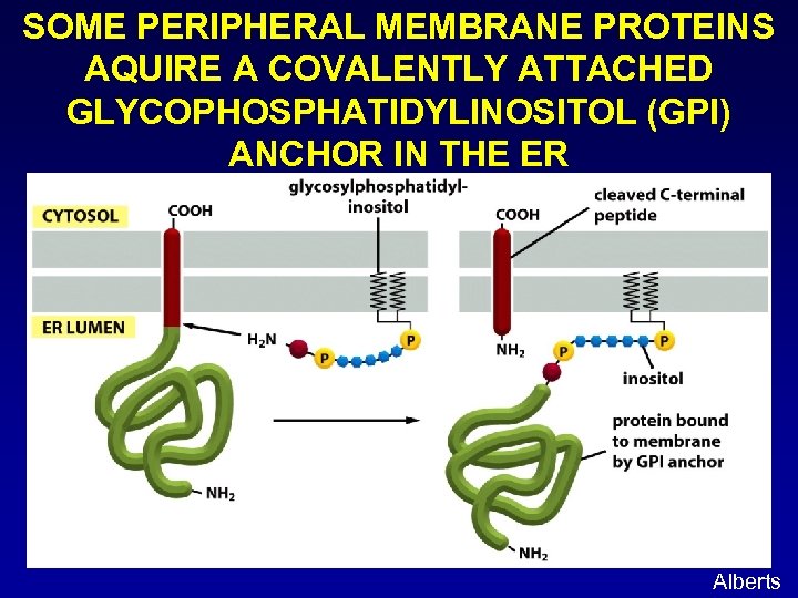 SOME PERIPHERAL MEMBRANE PROTEINS AQUIRE A COVALENTLY ATTACHED GLYCOPHOSPHATIDYLINOSITOL (GPI) ANCHOR IN THE ER