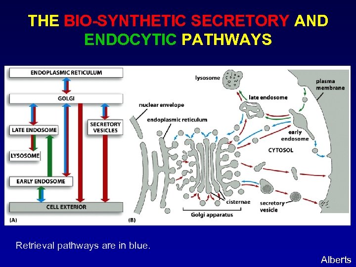 THE BIO-SYNTHETIC SECRETORY AND ENDOCYTIC PATHWAYS Retrieval pathways are in blue. Alberts 