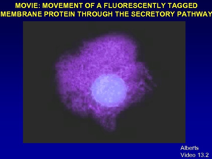 MOVIE: MOVEMENT OF A FLUORESCENTLY TAGGED MEMBRANE PROTEIN THROUGH THE SECRETORY PATHWAY Alberts Video