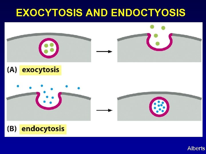 EXOCYTOSIS AND ENDOCTYOSIS Alberts 