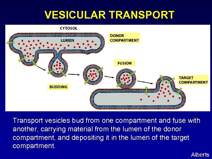 VESICULAR TRANSPORT Transport vesicles bud from one compartment and fuse with another, carrying material