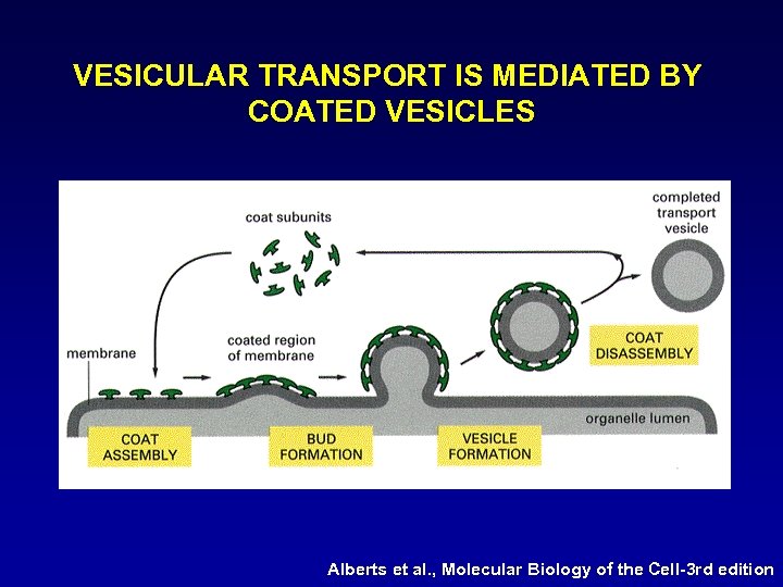 VESICULAR TRANSPORT IS MEDIATED BY COATED VESICLES Alberts et al. , Molecular Biology of