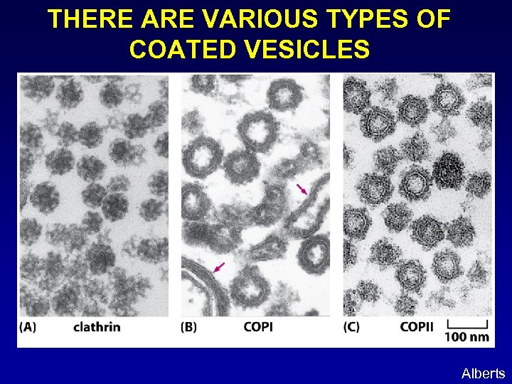 THERE ARE VARIOUS TYPES OF COATED VESICLES Alberts 