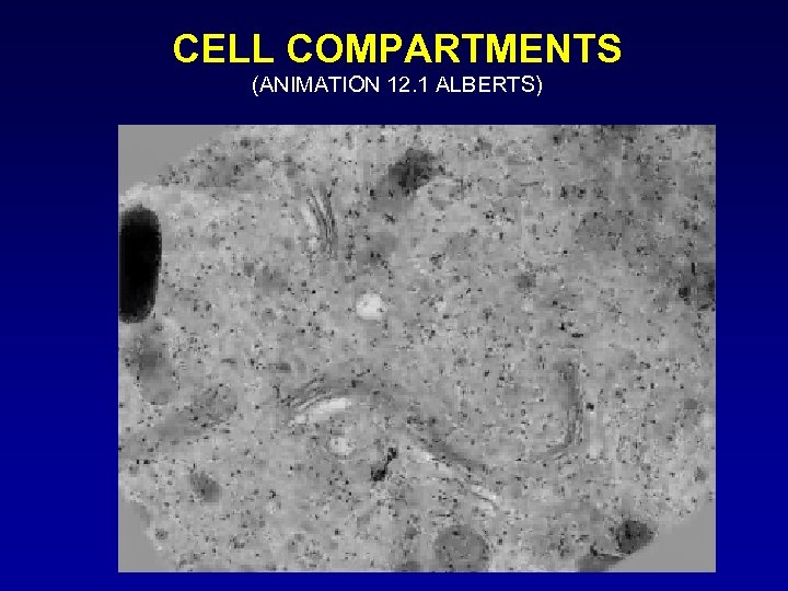 CELL COMPARTMENTS (ANIMATION 12. 1 ALBERTS) 