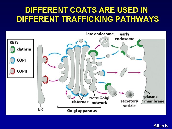 DIFFERENT COATS ARE USED IN DIFFERENT TRAFFICKING PATHWAYS Alberts 