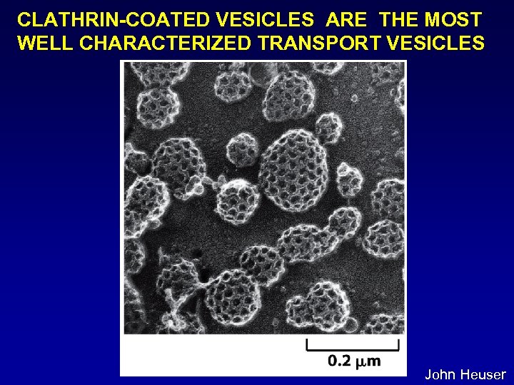 CLATHRIN-COATED VESICLES ARE THE MOST WELL CHARACTERIZED TRANSPORT VESICLES John Heuser 