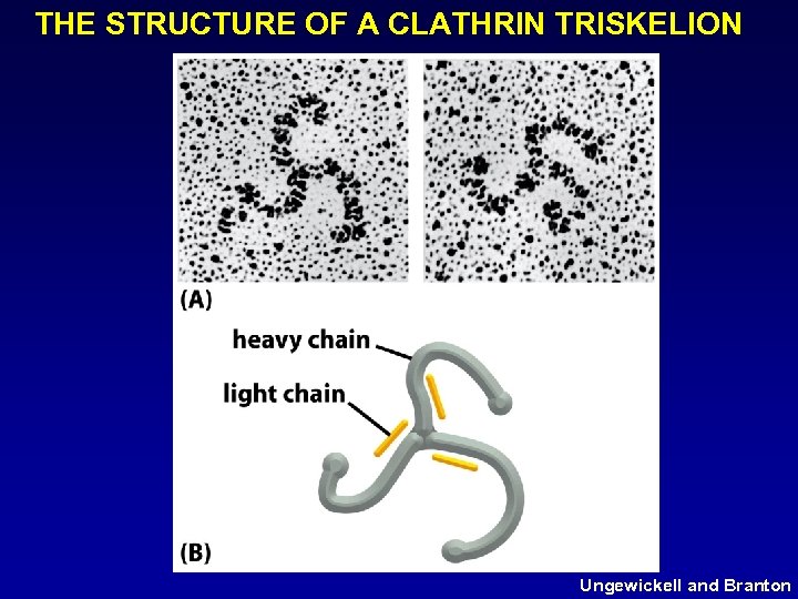 THE STRUCTURE OF A CLATHRIN TRISKELION Ungewickell and Branton 