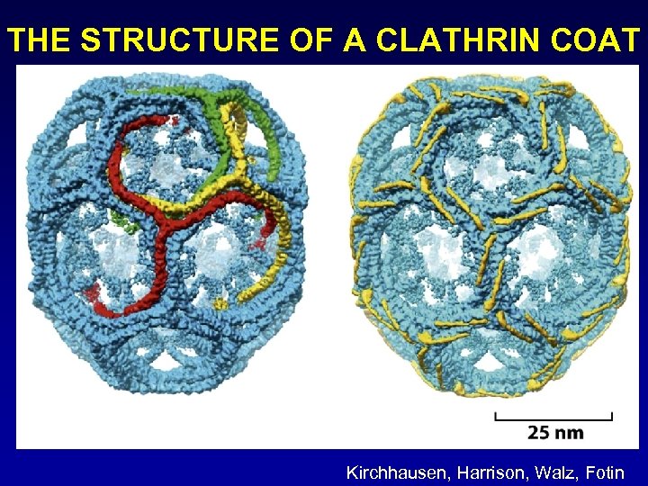 THE STRUCTURE OF A CLATHRIN COAT Kirchhausen, Harrison, Walz, Fotin 