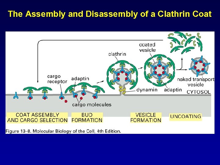 The Assembly and Disassembly of a Clathrin Coat 