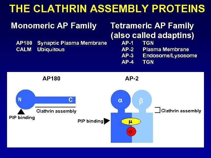 THE CLATHRIN ASSEMBLY PROTEINS Monomeric AP Family AP 180 Synaptic Plasma Membrane CALM Ubiquitous