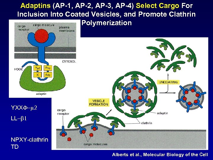 Adaptins (AP-1, AP-2, AP-3, AP-4) Select Cargo For Inclusion Into Coated Vesicles, and Promote