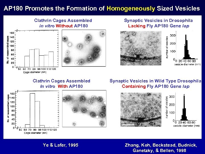 AP 180 Promotes the Formation of Homogeneously Sized Vesicles Clathrin Cages Assembled in vitro