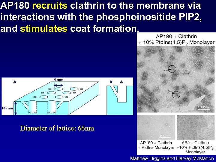 AP 180 recruits clathrin to the membrane via interactions with the phosphoinositide PIP 2,