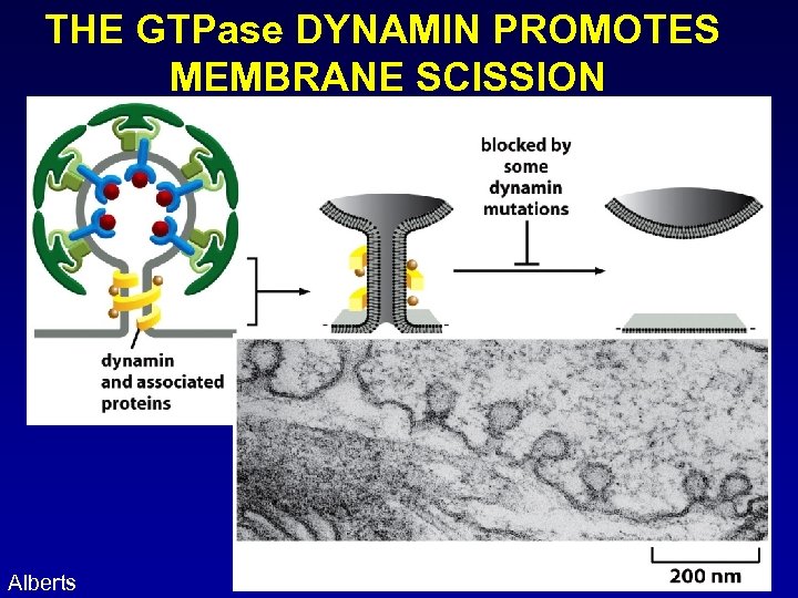 THE GTPase DYNAMIN PROMOTES MEMBRANE SCISSION Alberts 