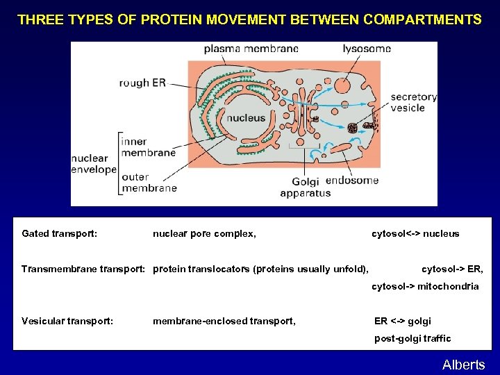 THREE TYPES OF PROTEIN MOVEMENT BETWEEN COMPARTMENTS Gated transport: nuclear pore complex, Transmembrane transport: