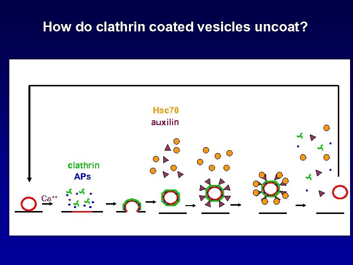 How do clathrin coated vesicles uncoat? Hsc 70 auxilin clathrin APs Ca++ 