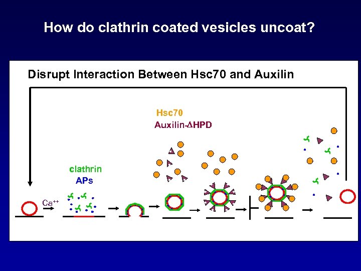 How do clathrin coated vesicles uncoat? Disrupt Interaction Between Hsc 70 and Auxilin Hsc