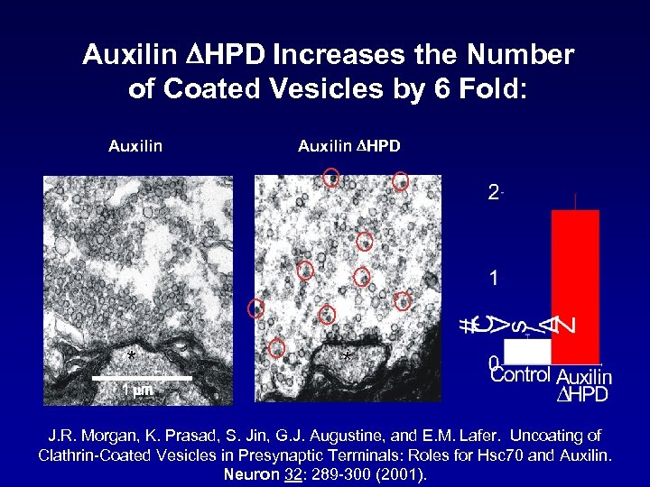 Auxilin DHPD Increases the Number of Coated Vesicles by 6 Fold: Auxilin DHPD *