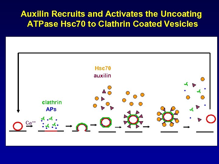 Auxilin Recruits and Activates the Uncoating ATPase Hsc 70 to Clathrin Coated Vesicles Hsc