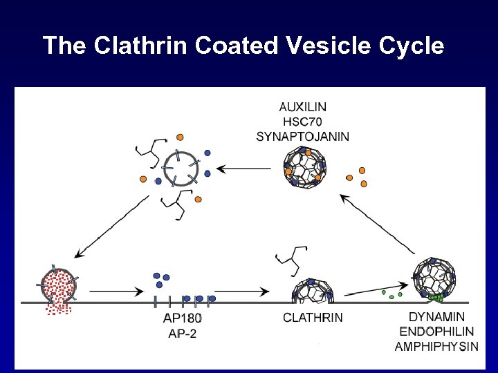 The Clathrin Coated Vesicle Cycle 