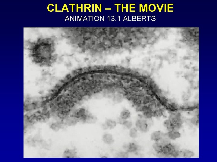 CLATHRIN – THE MOVIE ANIMATION 13. 1 ALBERTS 