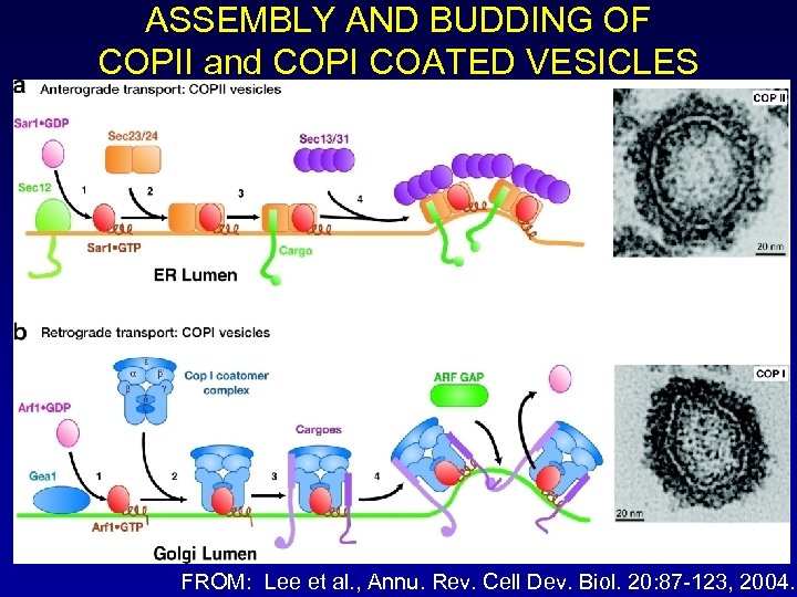 ASSEMBLY AND BUDDING OF COPII and COPI COATED VESICLES FROM: Lee et al. ,