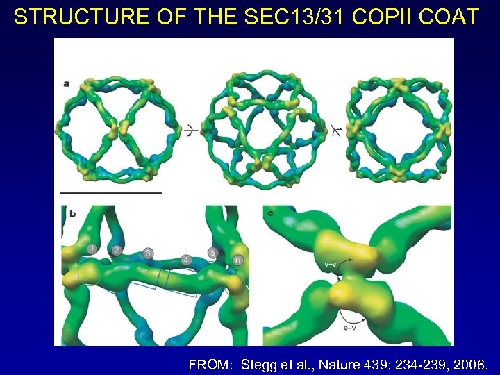 STRUCTURE OF THE SEC 13/31 COPII COAT FROM: Stegg et al. , Nature 439: