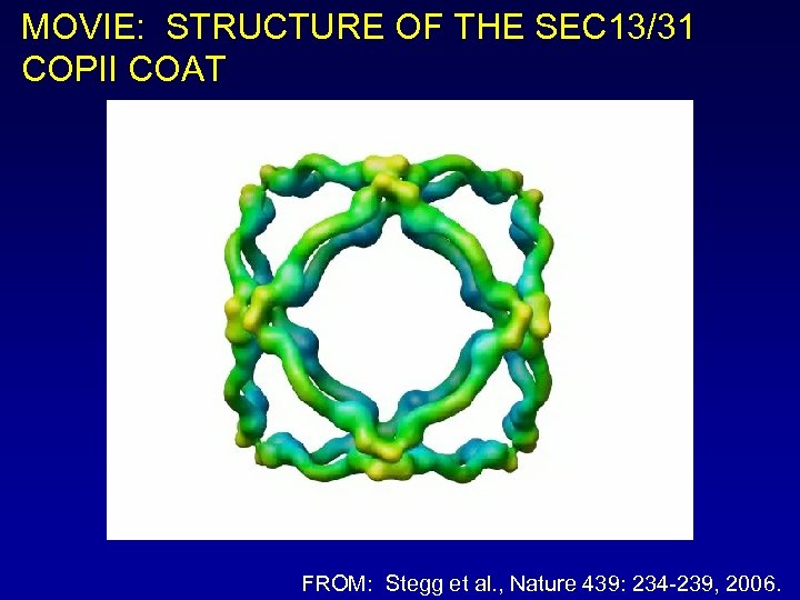 MOVIE: STRUCTURE OF THE SEC 13/31 COPII COAT FROM: Stegg et al. , Nature