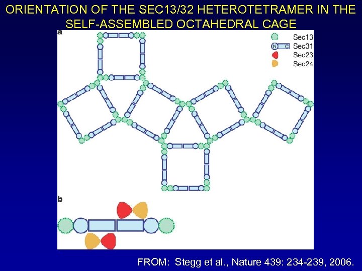 ORIENTATION OF THE SEC 13/32 HETEROTETRAMER IN THE SELF-ASSEMBLED OCTAHEDRAL CAGE FROM: Stegg et