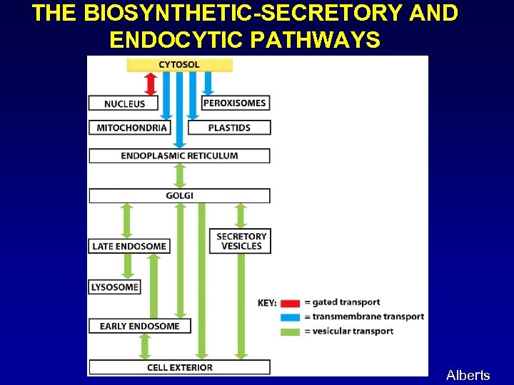 THE BIOSYNTHETIC-SECRETORY AND ENDOCYTIC PATHWAYS Alberts 