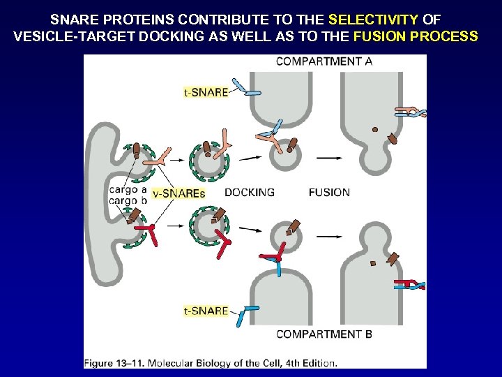 SNARE PROTEINS CONTRIBUTE TO THE SELECTIVITY OF VESICLE-TARGET DOCKING AS WELL AS TO THE