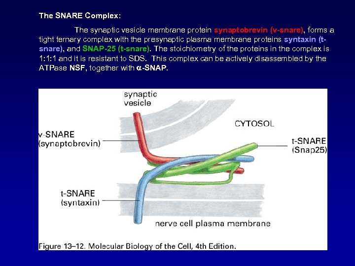 The SNARE Complex: The synaptic vesicle membrane protein synaptobrevin (v-snare), forms a tight ternary